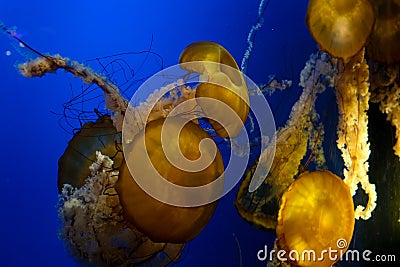 Colourful jellyfish swims in blue ocean sea, dangerous poisonous jellyfish Japanese sea nettle, Copy space. Panoramic Stock Photo