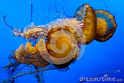 Colourful jellyfish swims in blue ocean sea, dangerous poisonous jellyfish Japanese sea nettle, Copy space. Panoramic Stock Photo