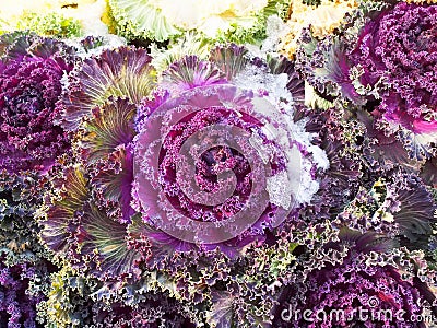 Colourful Kale Stock Photo