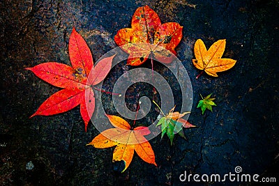 Colourful leaves Stock Photo