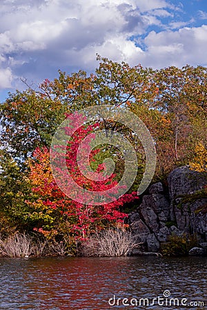 Colourful leaves at Beausoleil Island, Ontario, Canada Stock Photo