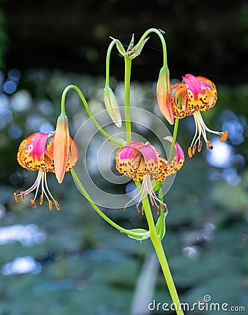 Leopard lilies by the lake at the Leckford Estate, Longstock, Hampshire UK Stock Photo