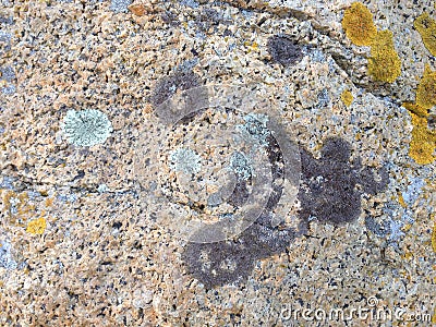 Colourful lichen on rocks at seaside Stock Photo