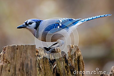 Colourful and Majestic Blue and White Bluejay Perched on a Tree Stump Stock Photo