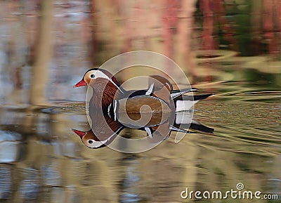 Colourful Mandarin Duck Stock Photo