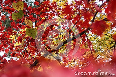 Colourful maple leaves in Japan during Autumn Koyo season Stock Photo