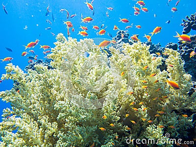 Colourful marine life in Red Sea, Egypt, Dahab. Stock Photo