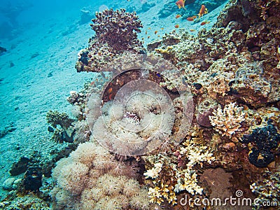 Colourful marine life in Red Sea, Egypt, Dahab. Stock Photo