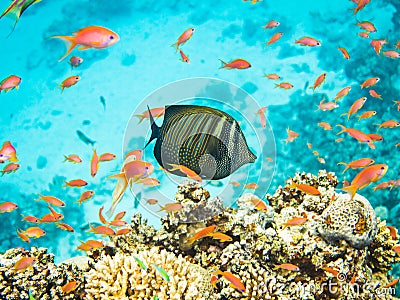 Colourful marine life in Red Sea, Egypt, Dahab. Stock Photo