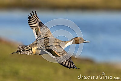 Northern Pintail Drake - Anas acuta, flying over a wetland. Stock Photo