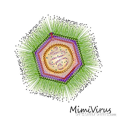 Colourful Mimi virus particle structure isolated Vector Illustration