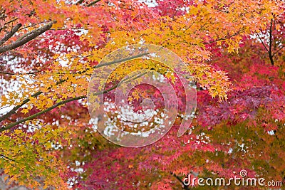 Colourful multiple colour maple leaves Stock Photo