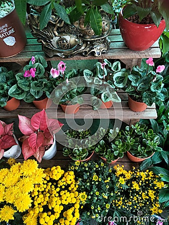 Colourful nursery plants on display Stock Photo