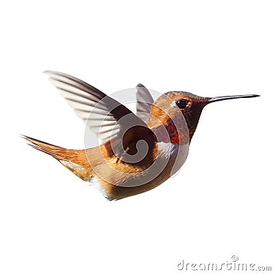 Male Rufous Hummingbird frozen in time with a white background Stock Photo