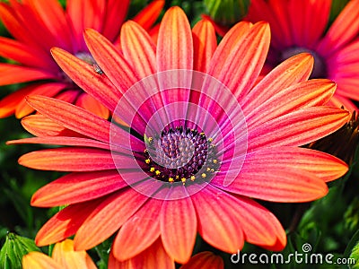 Colourful Osteospermum Flowers Growing in Garden Stock Photo