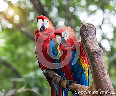 Colourful parrots bird sitting Stock Photo