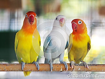 Colourful pastel tone color lovebirds little cute young parrots Stock Photo