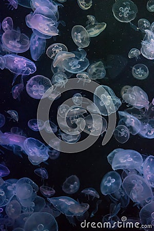 Colourful pattern of Jellyfish Stock Photo