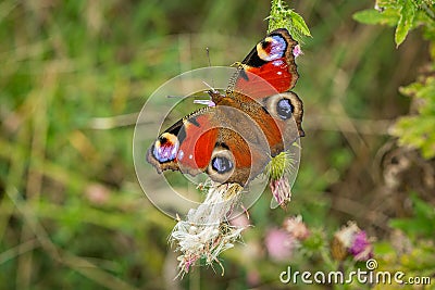 The colourful peacock butterfly Stock Photo