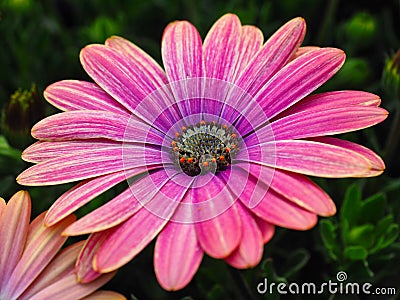 Colourful Pink Osteospermum Flowers Growing in Garden Stock Photo