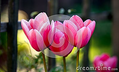 Colourful pink tulips beginning to bloom in spring garden Stock Photo