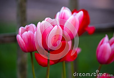 Colourful pink tulips beginning to bloom in spring garden Stock Photo