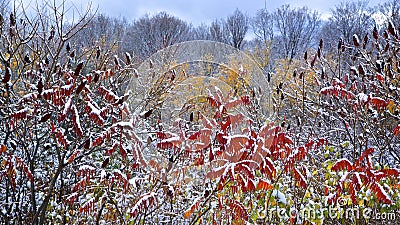 Colourful plants covered with snow after the snowstorm Stock Photo