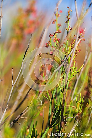 Colourful plants on earth Stock Photo