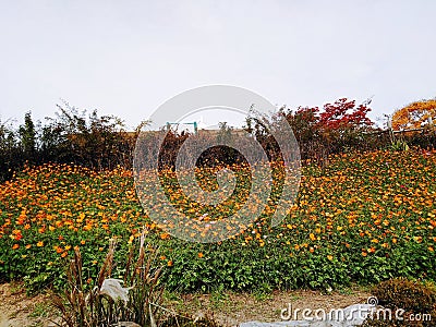 Colourful plants in Korea autumn garden Stock Photo