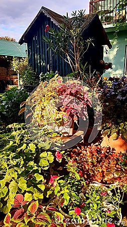 Colourful plants obscuring the well Stock Photo