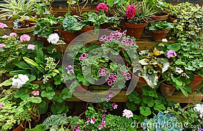 Colourful Plants in pots on staging. Stock Photo
