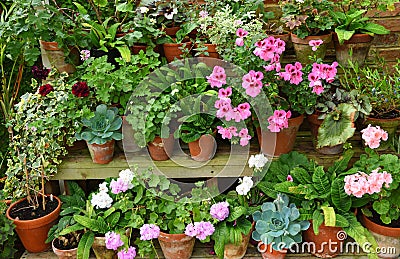 Colourful Plants in pots on staging Geraniums and Pelagoniums. Stock Photo