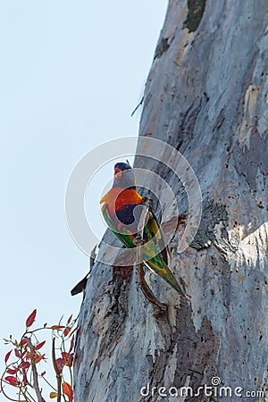 Colourful Rainbow Lorikeet perched in a tree Stock Photo