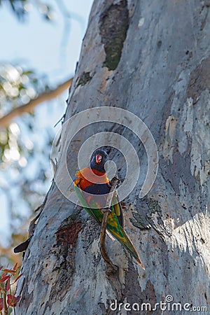 Colourful Rainbow Lorikeet perched in a tree Stock Photo