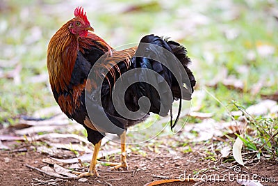 Colourful Rooster in Hawaii, USA Stock Photo