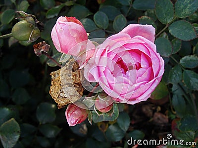 The beginning of withering, The last roses. park pink roses after the onset of frost. northern europe. Rose bush with pink roses Stock Photo