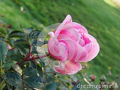 The beginning of withering, The last roses. park pink roses after the onset of frost. northern europe. Rose bush with pink roses Stock Photo