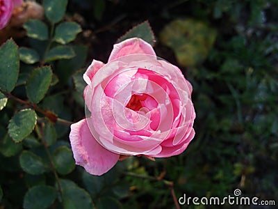 The beginning of withering, The last roses. park pink roses after the onset of frost. northern europe. Rose bush with pink roses Stock Photo