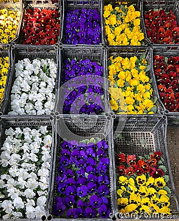 Colourful selection of pansies, Chorsu market, Tashkent, Uzbekistan Stock Photo