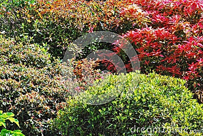 Colourful shrubs Stock Photo