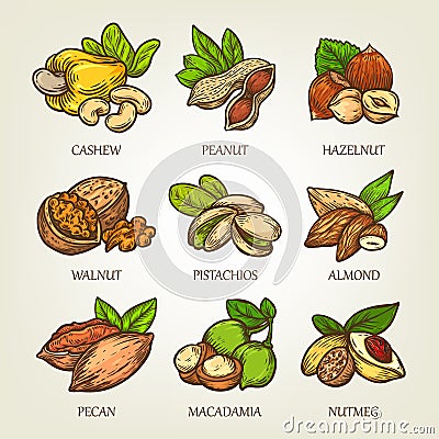 Colourful sketch of different kinds of nuts. Vector isolated kernels collection. Vector Illustration