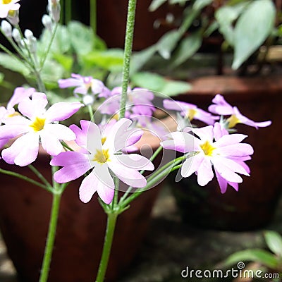Vilot little flowers Stock Photo