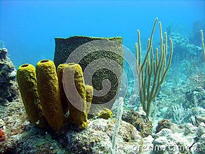 Colourful sponges Stock Photo