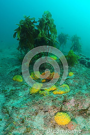 Colourful Sponges And Ecklonia Kelp Stock Photo
