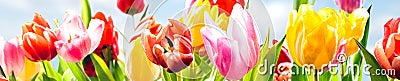 Colourful spring banner of fresh tulips Stock Photo