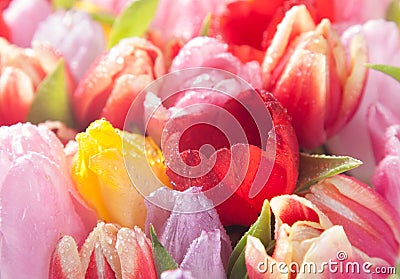 Colourful spring tulips Stock Photo