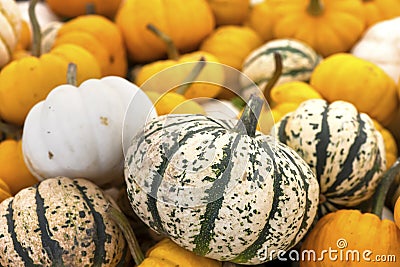 Colourful squash Stock Photo