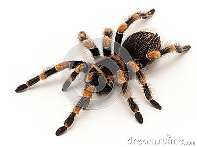 P1010088 Mexican orangeknee tarantula, Brachypelma hamorii, isolated cCEP 2018 Stock Photo