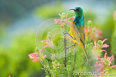 Colourful Sunbird feeding South Africa Stock Photo