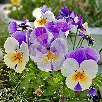 Bright pansies in the garden Stock Photo